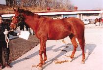 �������� (NAREUDEUSI) ����