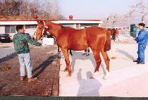 �ϸ�Ÿ�� (ILMANG TAJIN) ����