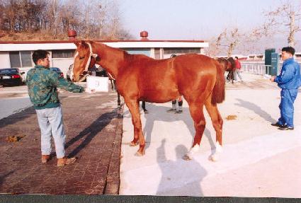 �ϸ�Ÿ�� ����