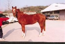 ��ǳ���� (UNPUNG MANSE) ����