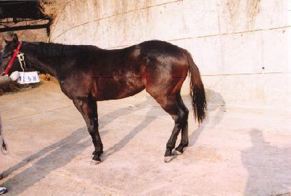 �����屺 ����