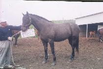 �޸����� (TALMA TOSA) ����