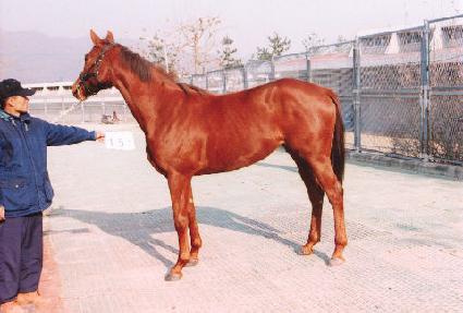 �ﰢ�� ����