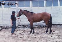 �÷������� (PLUS ALPHA) ����