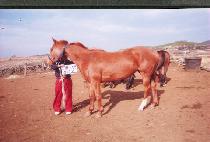 õ���ϵ� (CHEONHA ILDO) ����