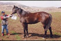 ��õ���� (DEOKCHEON MAEUL) ����