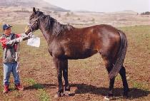 ����� (DEUNOPGE) ����