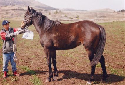 ����� ����