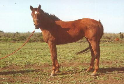 �������� ����