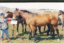 ��ȣ���� (PIHODORI) ����