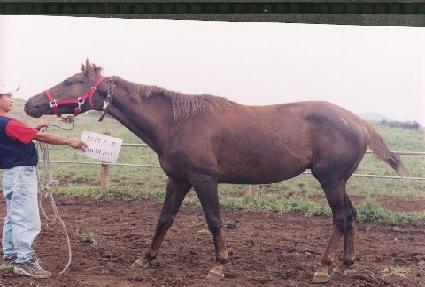 Ž��ū�� ����