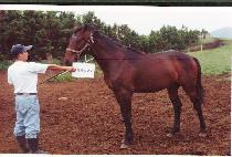 ��ȣ���� (BIHO YEONG-UNG) ����