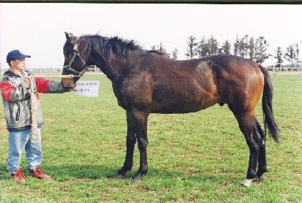 ���ǾƵ� ����