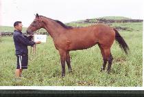 ������ (LAND QUEEN) ����