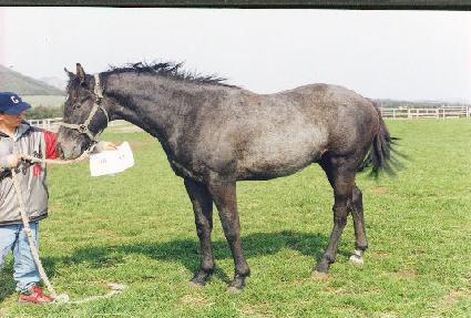 ������ ����