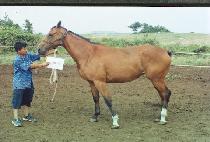 ������ȣ�� (BAEKJOEUI HOSU) ����