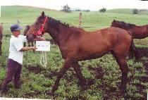 �������� (JEEI QUEEN) ����