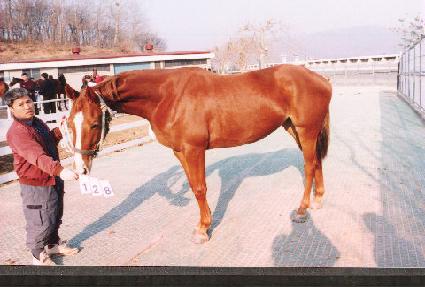 ������ ����