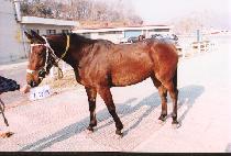 ���ָ� (BONJOUR) ����