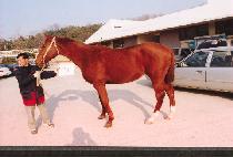 ������ (ENDEAVOR) ����