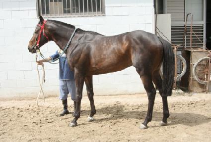 �⸳ȯȣ ����