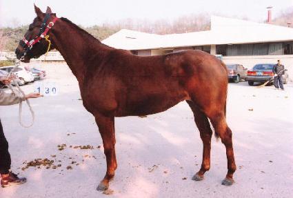 �¸����� ����