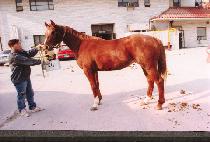 ������ (BINNAERIM) ����