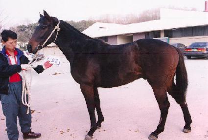 ��õ ����