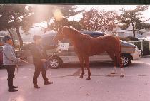 ȭ�� (HWASAN) ����