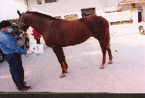 ������ (JIPAENGJA) ����