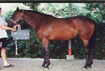 ������ (BOKGUNJA) ����