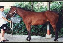 �����ͺ� (MASTER BOOM) ����