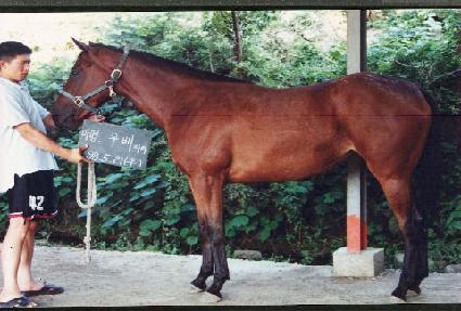 �����ͺ� ����