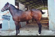 ���κ� (HEONINBONG) ����