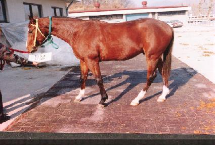 �ʿ� ����