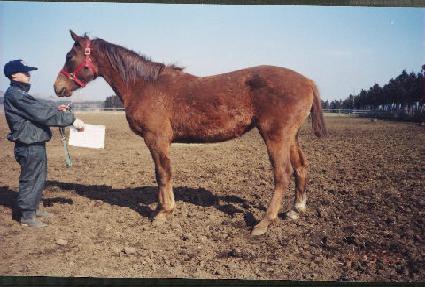 ������� ����