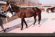 �����׸��� (HIPPOGRIFF) ����