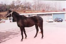 ��ȣ�� (GEUMHODO) ����