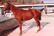 ��������Ŀ (CHANCE MAKER) ����