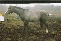 �ǹ����̽� (SILVER ACE) ����