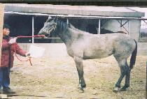 ���ֺ� (MAAEBUL) ����