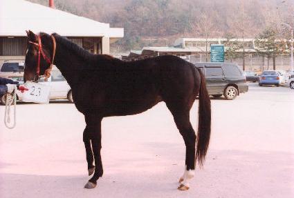 ���� ����