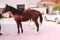 Ž�̳� (TAMINA) ����