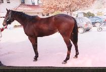 ���ϼ� (JIBUKSEONG) ����