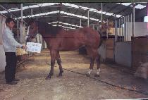 �ŷ��� (GEORUKAM) ����