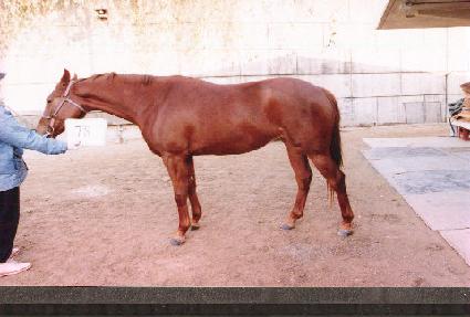 �������� ����