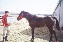 ���� (NOW) ����