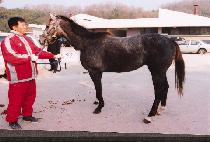 ȫ���� (HONGDORYEONG) ����