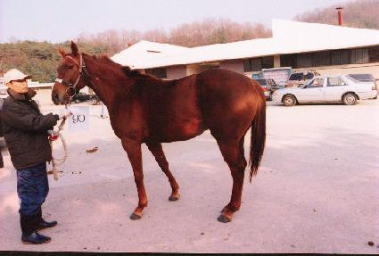 �߾�õ�� ����