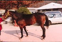 �������Ʈ (MODERN RESULT) ����